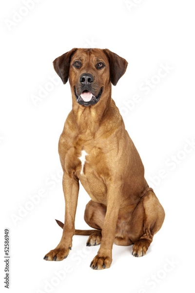 Obraz Rhodesian Ridgeback on a white background in studio