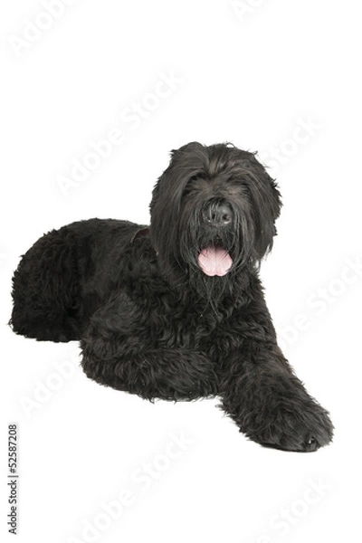 Obraz black terrier on a white background