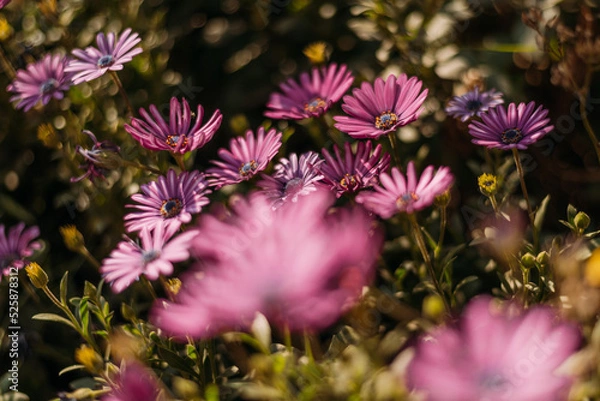 Fototapeta Flores rosas en campo verde
