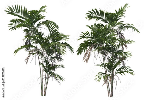 Obraz Tropical plants on a transparent background
