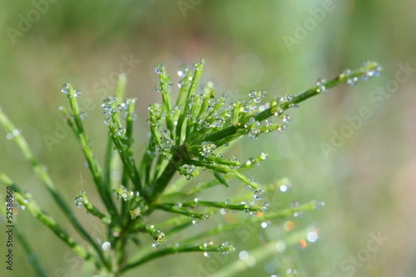 Obraz Equisetum with water drops (selective focus)