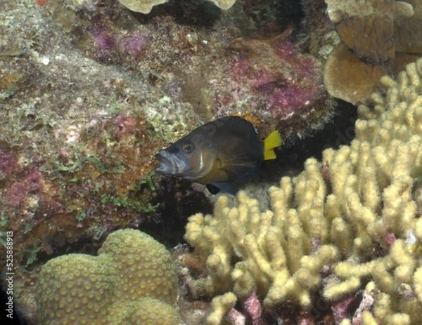 Obraz Black Hamlet fish on the reef