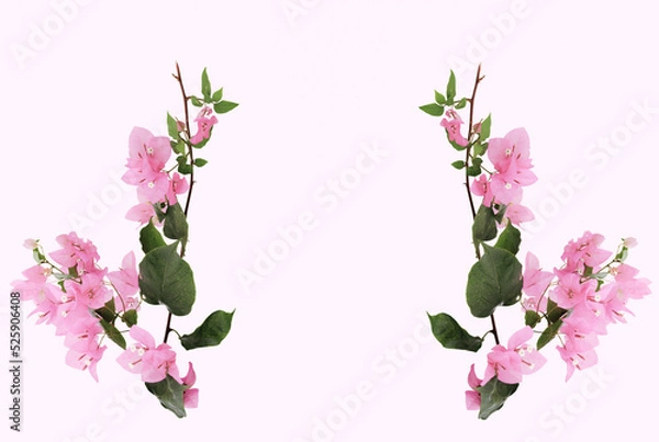Obraz Beautiful Bougainvillea flower isolate on pink background