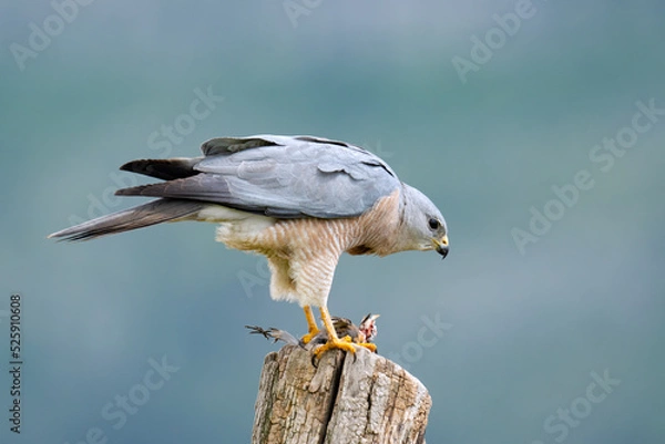 Fototapeta The Levant sparrowhawk 