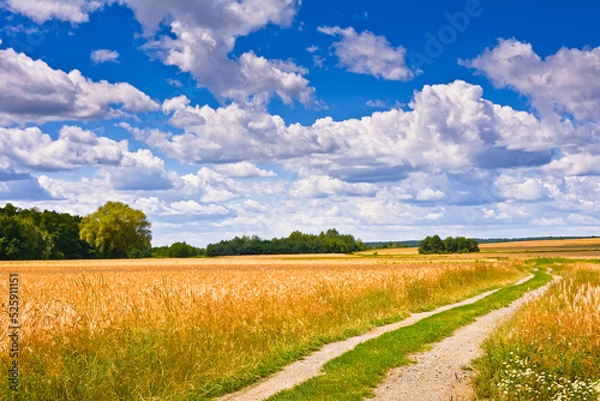 Obraz Landscape with road and fields