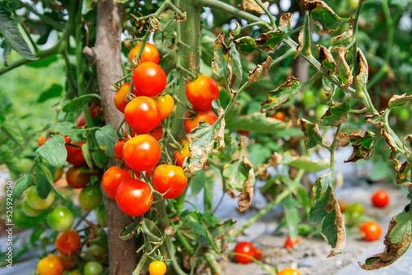 Obraz tomatoes on a branch