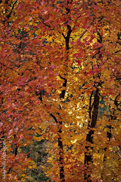 Fototapeta autumn leaves background
