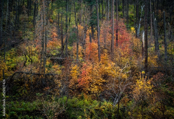 Fototapeta Autumn in the Forest