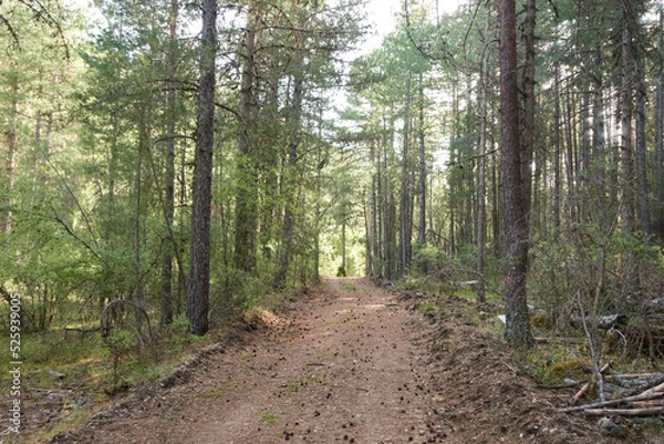 Obraz footpath in the woods