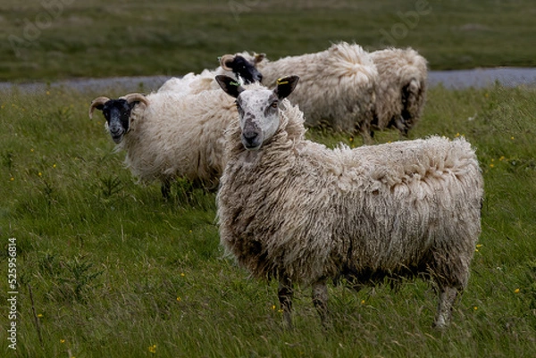 Fototapeta An alert and curious sheep, with a full wool coat, looks at his surroundings.