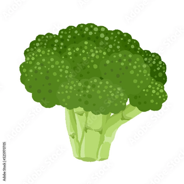 Fototapeta ブロッコリーのイラスト