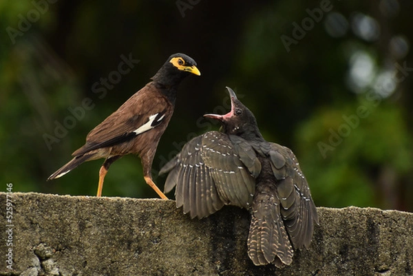 Obraz Myna feeds koel