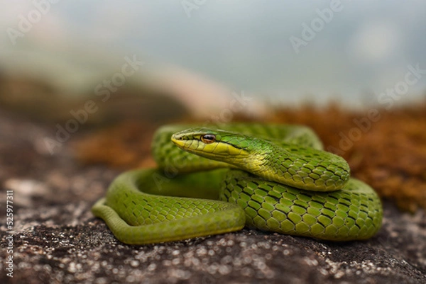 Obraz Broonze headed vine snake