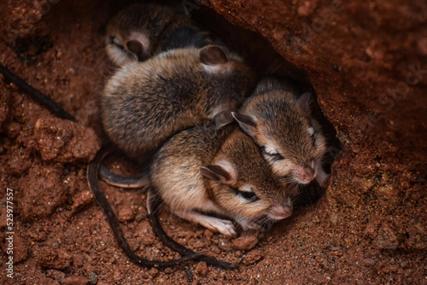 Obraz Gerbil babies