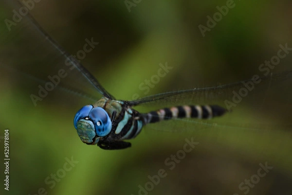 Obraz Dragonfly on flight
