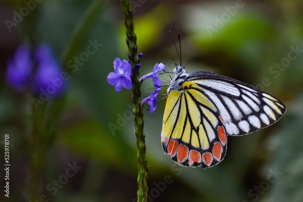 Obraz Jezebel butterfly