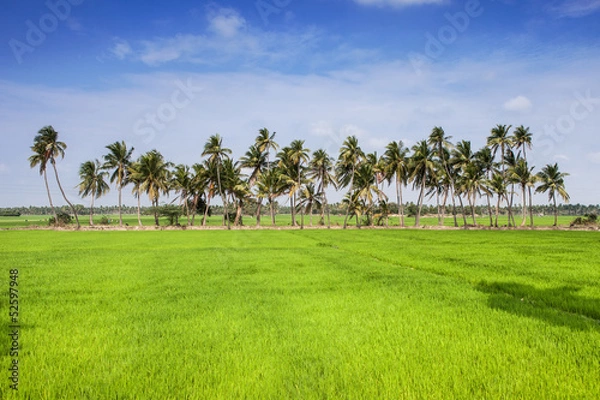 Obraz Paddy field in India