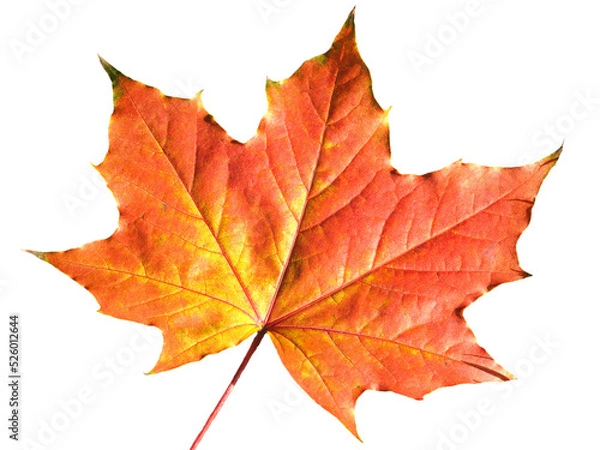 Fototapeta Maple leaf in autumn fall colour, png stock photo file cut out and isolated on a transparent background
