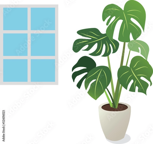 Fototapeta 観葉植物のヒメモンステラ