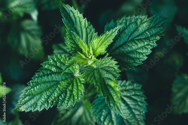Obraz Common nettle bush outdoors. Urtica dioica. Stinging nettles plant. Herbal medicine concept. Green foliage background. Dark leaves pattern at night. Top view. Botanical greenery close-up.