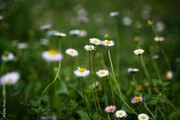 Fototapeta Margaritas blancas