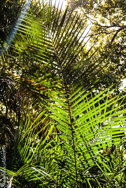 Fototapeta Grüne Baumkronen getaucht in gelbem Sonnenlicht im Hintergrund. Ein grünes großes Palmenblatt im Vordergrund.