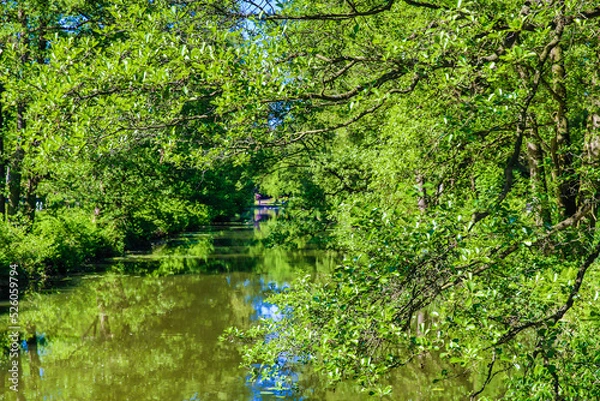 Fototapeta Ein kleines Flüsschen verläuft durch ein grünes Stück Natur, voller Bäume. Das Ufer ist bewachsen und spiegelt sich im klaren Flusswasser. Die Baumäste hängen tief über dem Wasserspiegel. 