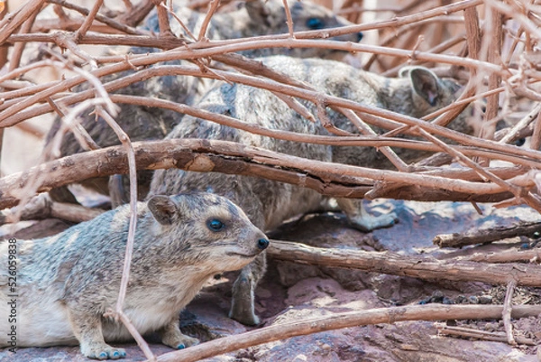 Fototapeta Kleine Nagetiere kriechen zwischen trockenen Ästen auf dem Boden. Graue braune Schliefer in der Wildnis, ein Rudel Tiere, Tierfamilie. Beutetiere sind wachsam und verstecken sich.