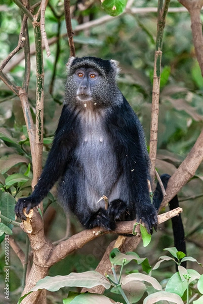 Fototapeta Schwarzer großer Affe sitzt zwischen Bambusästen vor einem grünen Hintergrund voller Pflanzen. Der Affe hat einen weißen Bauch und rote Augen, Ansicht von vorne und voller Körper.