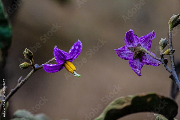 Fototapeta Zwei kleine violette Blumen vor einem unscharfen Hintergrund. Grelle Farben, sternförmige Blütenblätter, dünne Stiele.