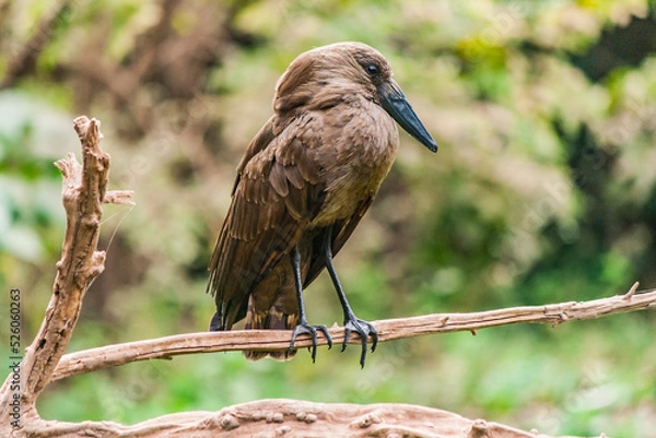 Fototapeta Brauner Vogel sitzt auf Ast. Langer dünner schwarzer Schnabel. Grüne unscharfe Blätter im Hintergrund.