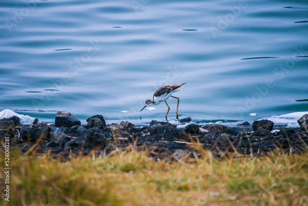 Fototapeta Kleiner Vogel am Wasserrand. Ein brauner Vogel mit langem Schnabel, langen Beinen und rundem Körper trinkt von blauem ruhigem Wasser. Ganzkörperaufnahme, Seitenansicht. WIld lebende Tiere in der Natur