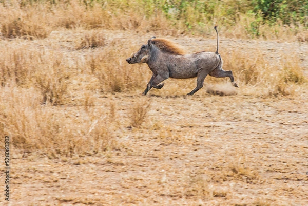 Fototapeta Warzenschwein rennend in afrikanischer Savanne.