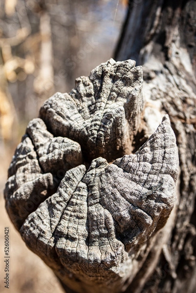 Fototapeta Alter trockener Stumpf. Ast Stumpf eines grauen vertrockneten Baumstamms. Gesplittert und vermodert. Schöne Holztexturen.