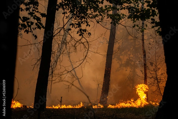 Obraz wildifre