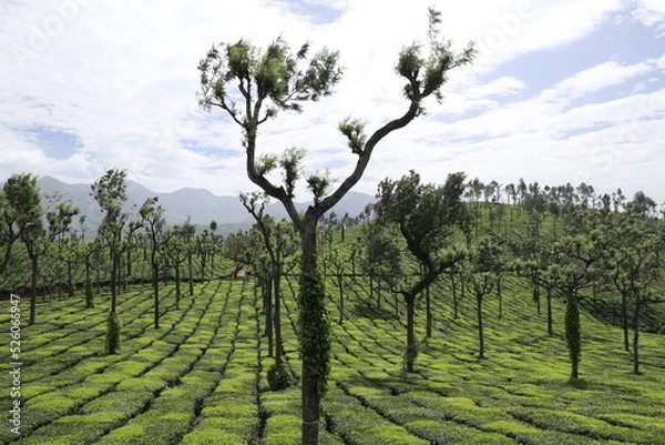 Fototapeta tea plantation in region