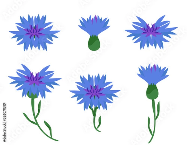 Fototapeta Set of different cornflowers. Wildflower elements in cartoon style.