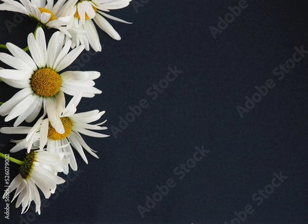 Fototapeta Chamomile flowers on a black background. Flowers close up with copy space