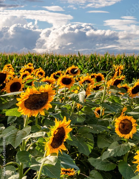 Fototapeta Beautiful field with blooming sunflowers and cloudy sky