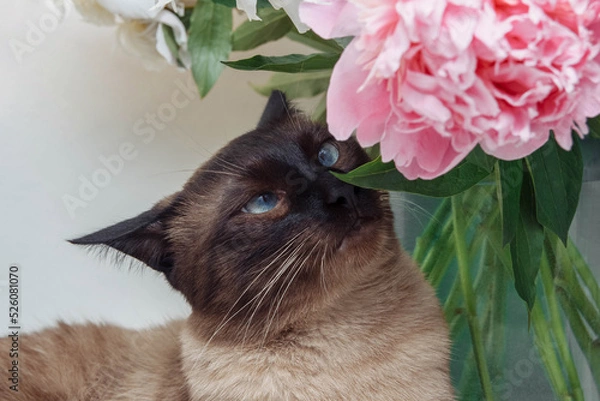 Fototapeta A Siamese cat with blue eyes sniffs green leaves and pink peony flowers in a vase close-up on a white background, the concept of pedigreed pets, caring, nursing and feeding, wallpaper and design 
