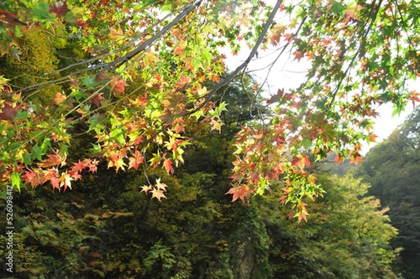 Fototapeta 白神山地の紅葉（色づき始め）