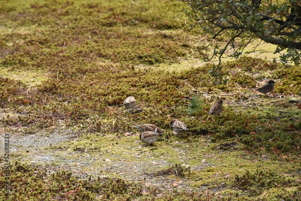 Obraz flock of sparrows