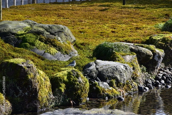 Obraz stone with moss