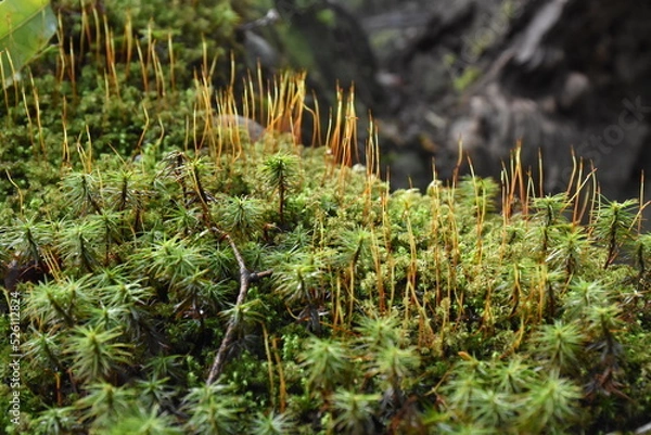 Obraz moss on the ground