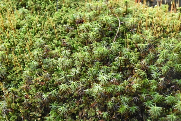 Obraz moss in the park