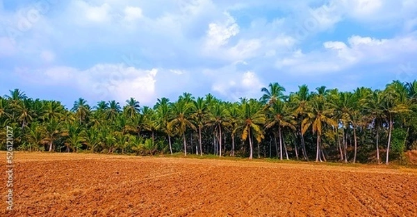 Fototapeta Coconut trees with blue sky