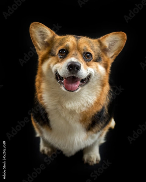 Fototapeta cute Welsh Corgi on a black background looking at the camera