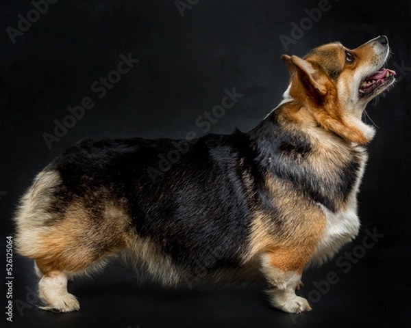 Fototapeta cute Welsh Corgi on a black background looking at the cute welsh corgi on a black background. side view