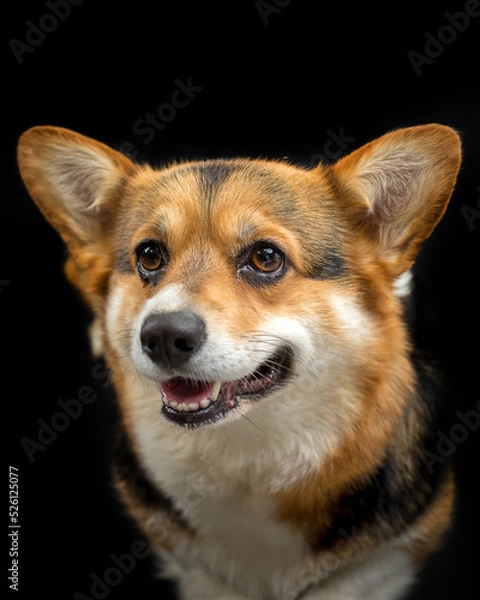 Fototapeta cute Welsh Corgi on a black background looking at the camera