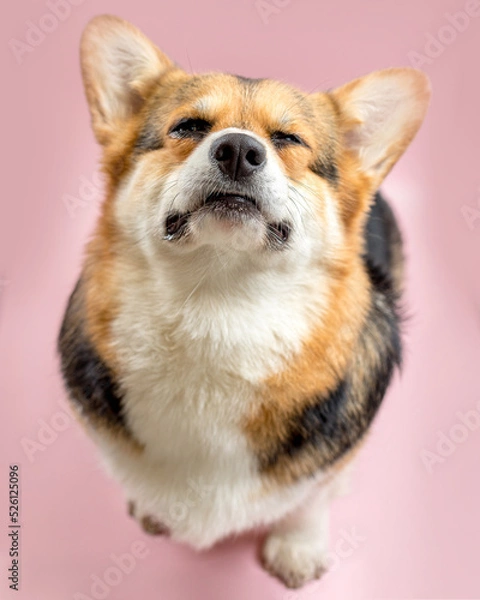 Fototapeta cute Welsh Corgi on a pink background looking at the camera